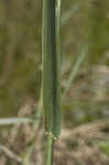 Carolina canarygrass